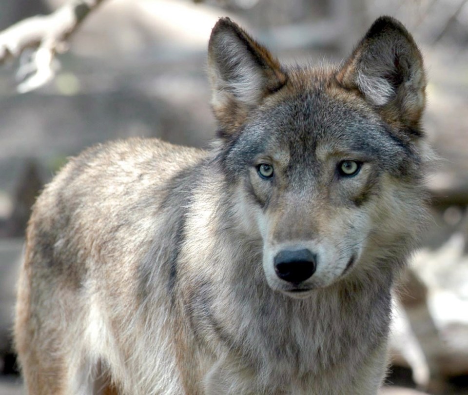 Alta Wolf Kill 20150107.jpg