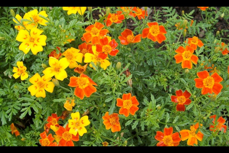 A signet marigold blend called Starfire intensifies in colour as the summer progresses.