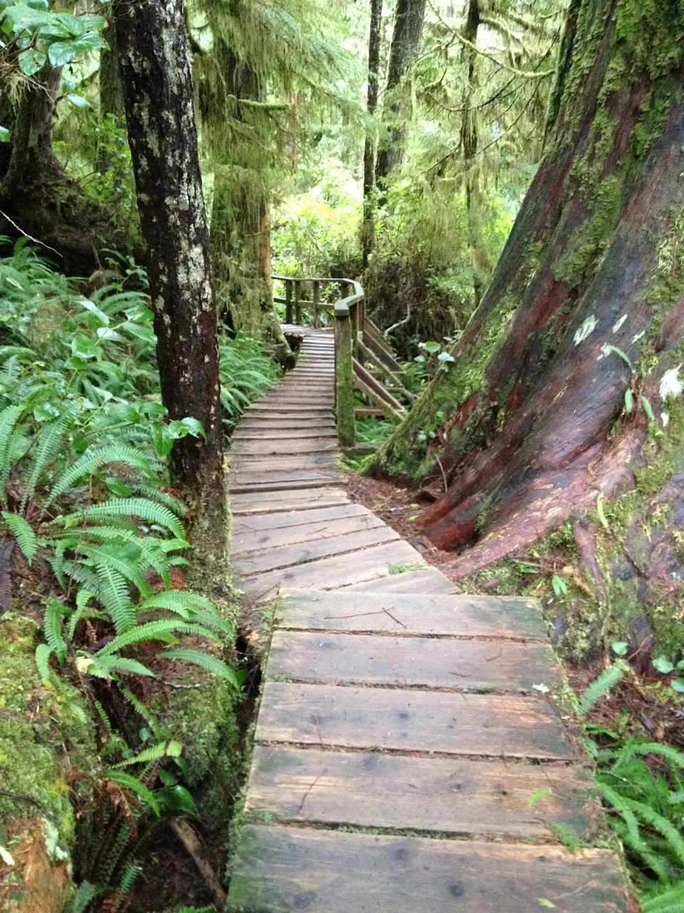 rainforest