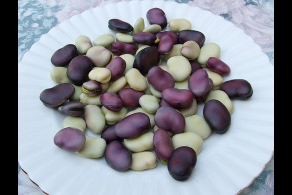 Purple Fava beans, here with the green Witkiem, are beautiful and buttery.