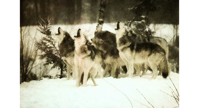 wolves