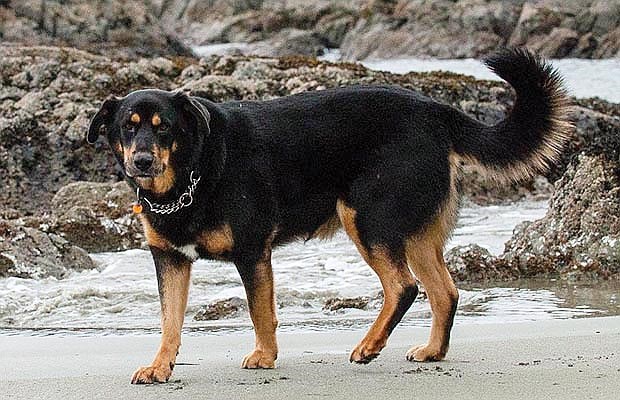 Dog walker richmond cheap