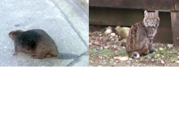At left, a beaver who stopped traffic in West Vancouver on Monday morning. At right, a bobcat that hung out in a West Vancouver backyard for half an hour Sunday afternoon before disappearing into the bushes.
