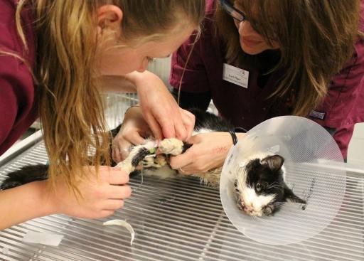 Cat-in-Tampa-survived-buria.jpg