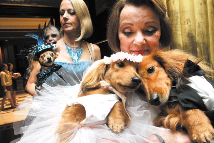 BC-US-Pets-Canine-Cupid.jpg