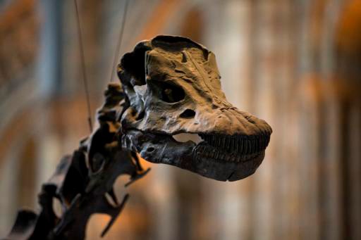 Dippy the dinosaur stands on display in the Natural History Museum in London, Thursday, Jan. 29, 2015. One of the Natural History Museum's best-loved inhabitants, Dippy the dinosaur, is retiring - and his fans aren't happy. The London museum announced Thursday that the 85-foot (26-meter) plaster replica skeleton of a diplodocus, a dinosaur that lived in North America 150 million years ago and has been on display for more than a century, is to be replaced in the main hall by the skeleton of a blue whale.