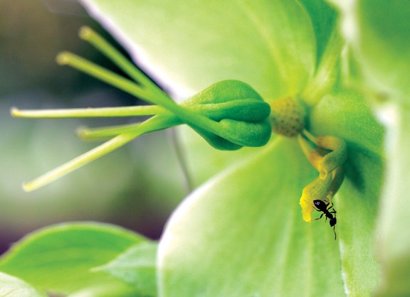 Ant on Halleboris