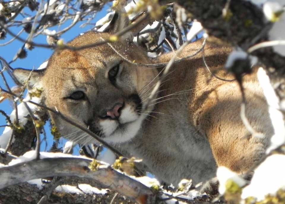 cougar