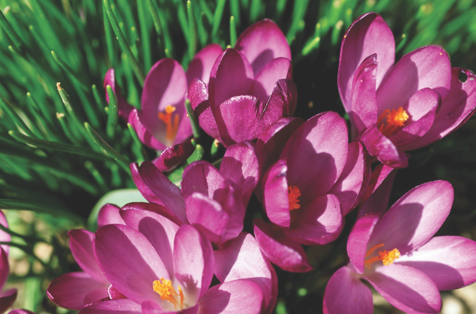 Crocus