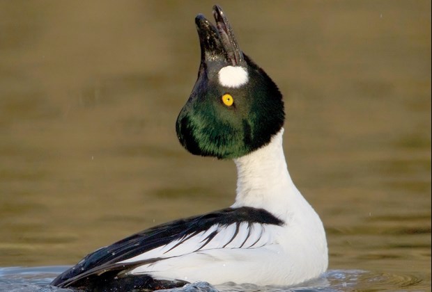 Romantic mood striking local birds