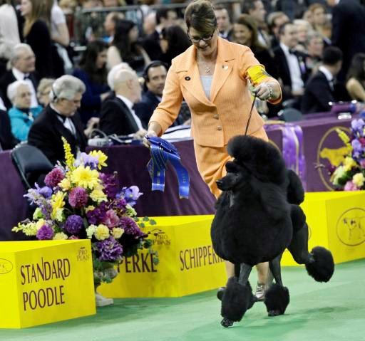 Flame, a standard poodle, runs with its handler in the ring after winning the nonsporting group competition at the Westminster Kennel Club dog show, Monday, Feb. 16, 2015, at Madison Square Garden in New York.