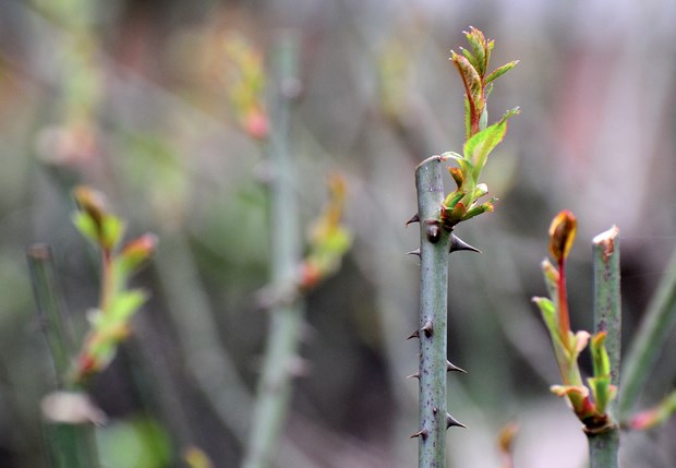 Mild winter affecting growth