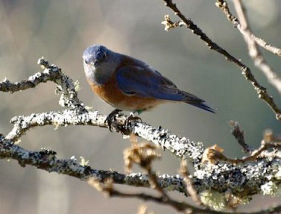 Western Bluebird-male_2.jpg