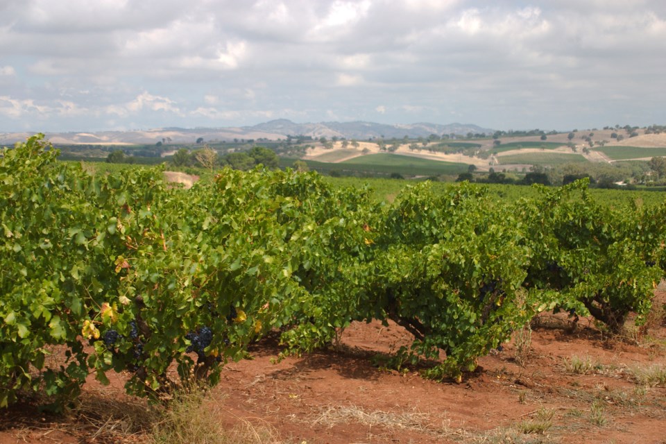 Shiraz barossa