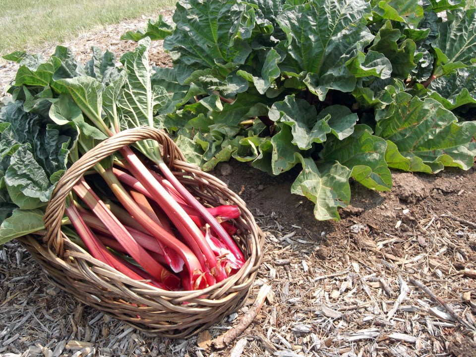 rhubarb
