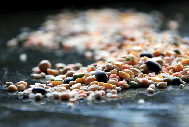 Lentils