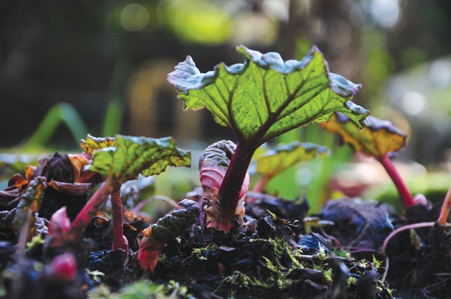 Rhubarb