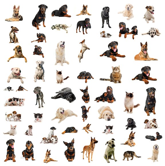 Dogs