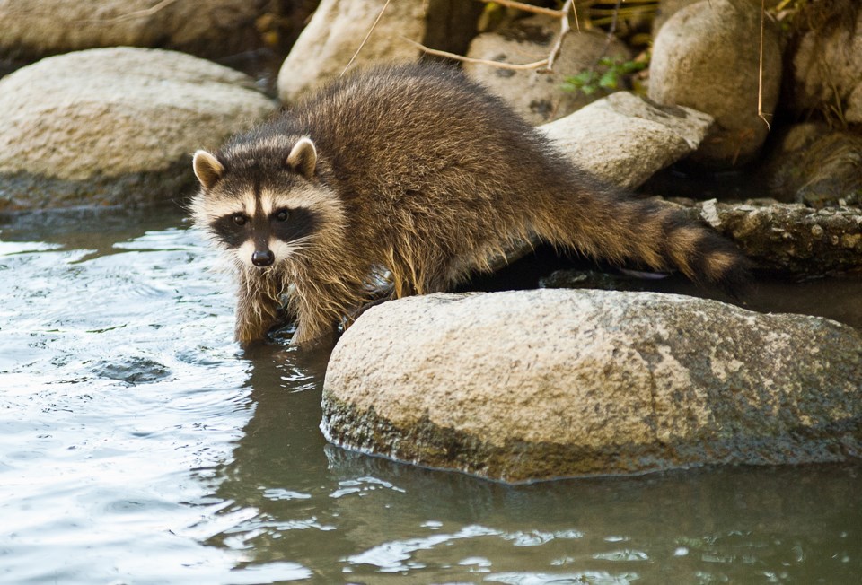 Racoon Stanley Park