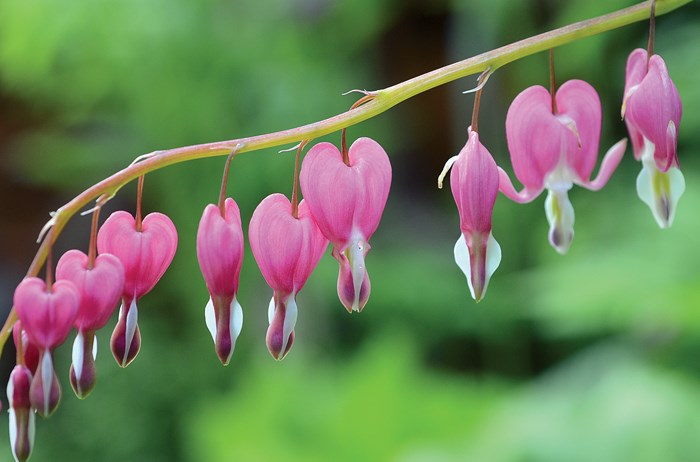 Bleeding hearts