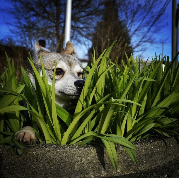 Like the Vancouver Courier Newspaper on Facebook, follow us on Instagram and post your best pet pic to Instagram using the hashtag #vancourierpets in order to be eligible for our $300 gift basket pet prize.