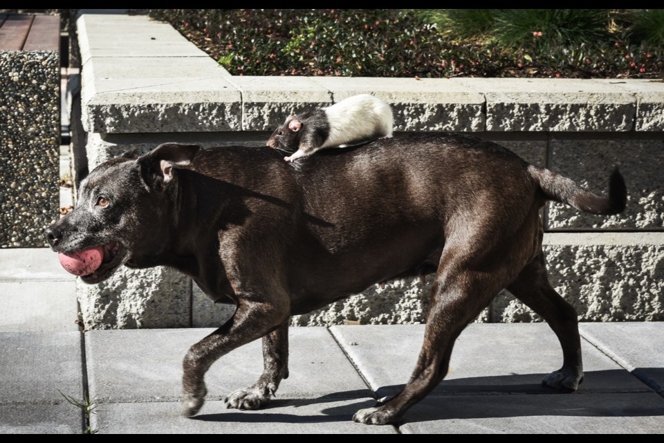 Peek-a-Boo the rat often hitches a ride from dog pal Princess. Sometimes the duo manage to pull off stunts such as hiding owner Dianne Brisson’s keys. Photo Rebecca Blissett