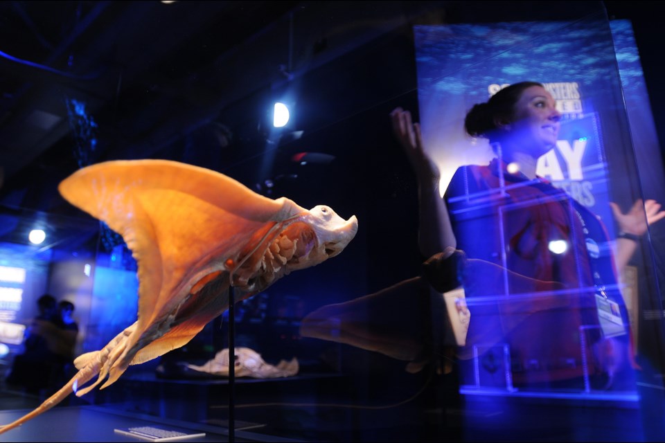At the media tour of Sea Monsters Revealed, Vancouver Aquarium Interpreter Nicole Cann speaks alongside the Stingray. photo: Dan Toulgoet