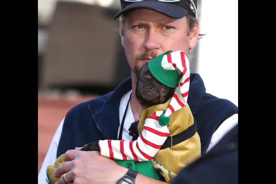 Capital5 Trainer Tom Gunderson cradles Crystal the monkey between scenes during the filming of Monkey Up in Oak Bay. BRUCE