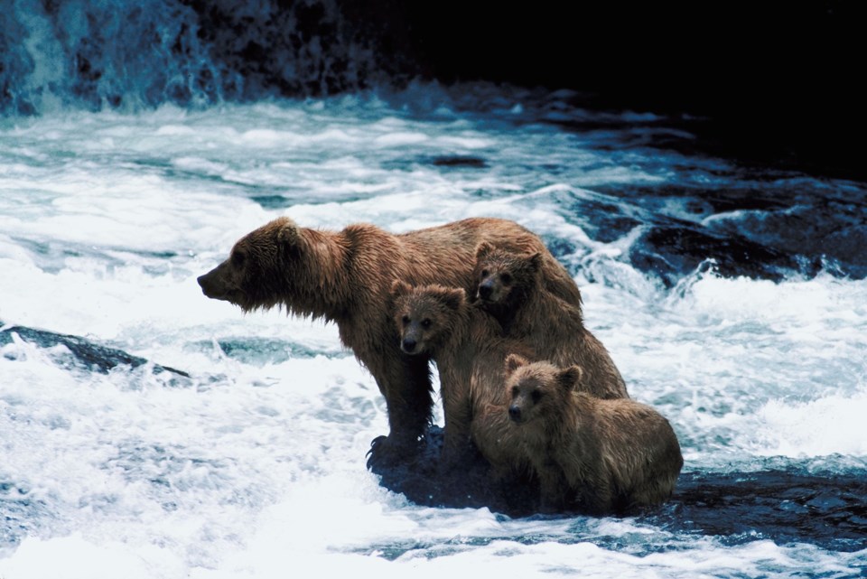 Grizzly fishing