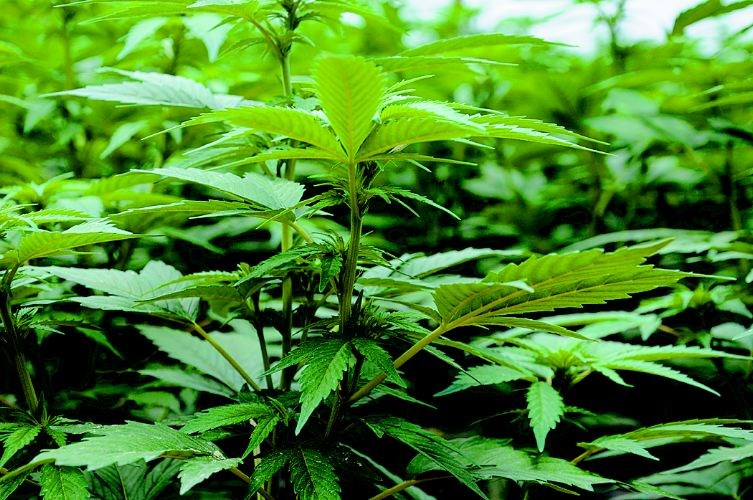 Medical-marijuana-hearing.1.jpg