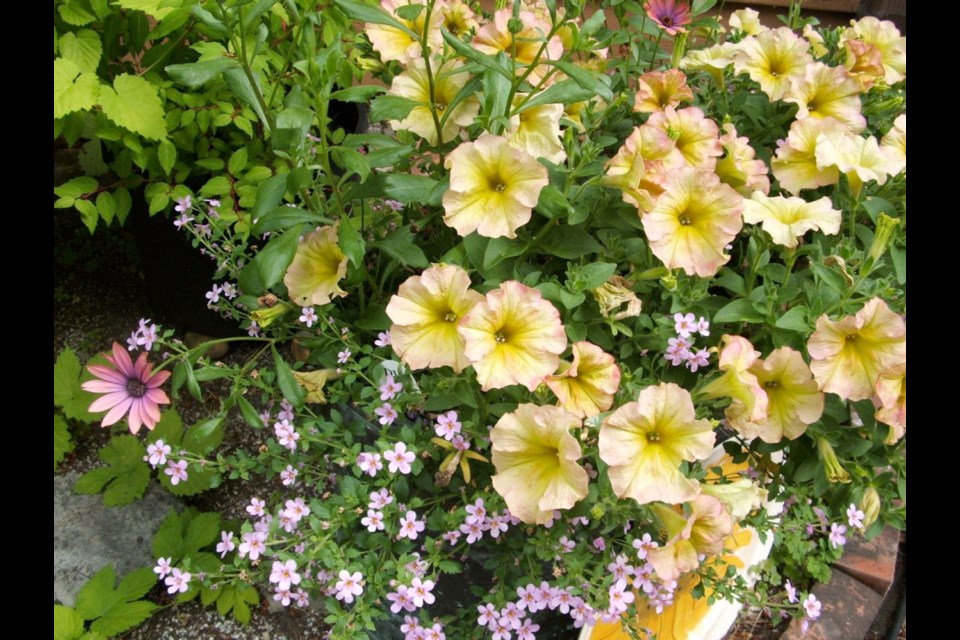Spreading petunias and bacopa are examples of suitable underplantings for taller potted plants like dahlias.