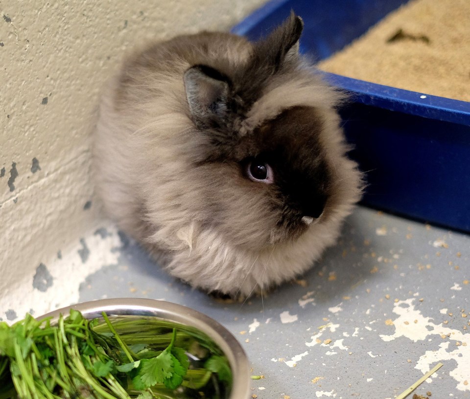 Bunny
