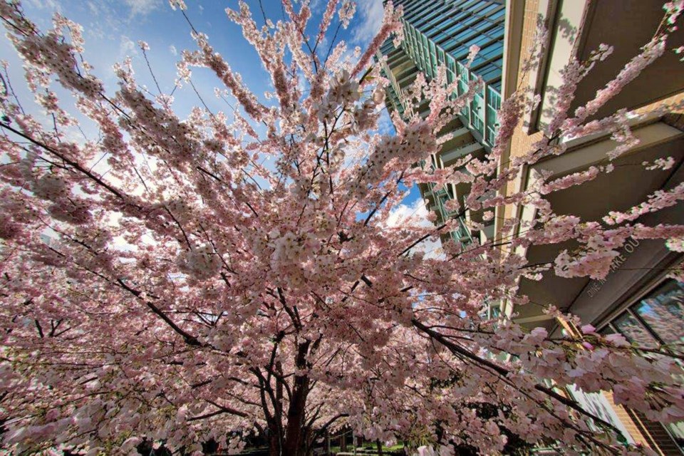 Burnaby resident Steve Wong snapped this photo of the cherry blossoms in bloom at Rosser Avenue and Buchanan Street on March 14.
