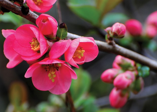 Bring spring indoors by forcing branches