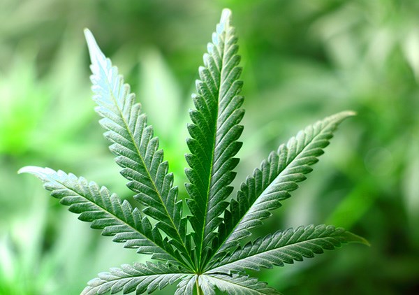 pot