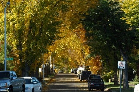 Urban Forest