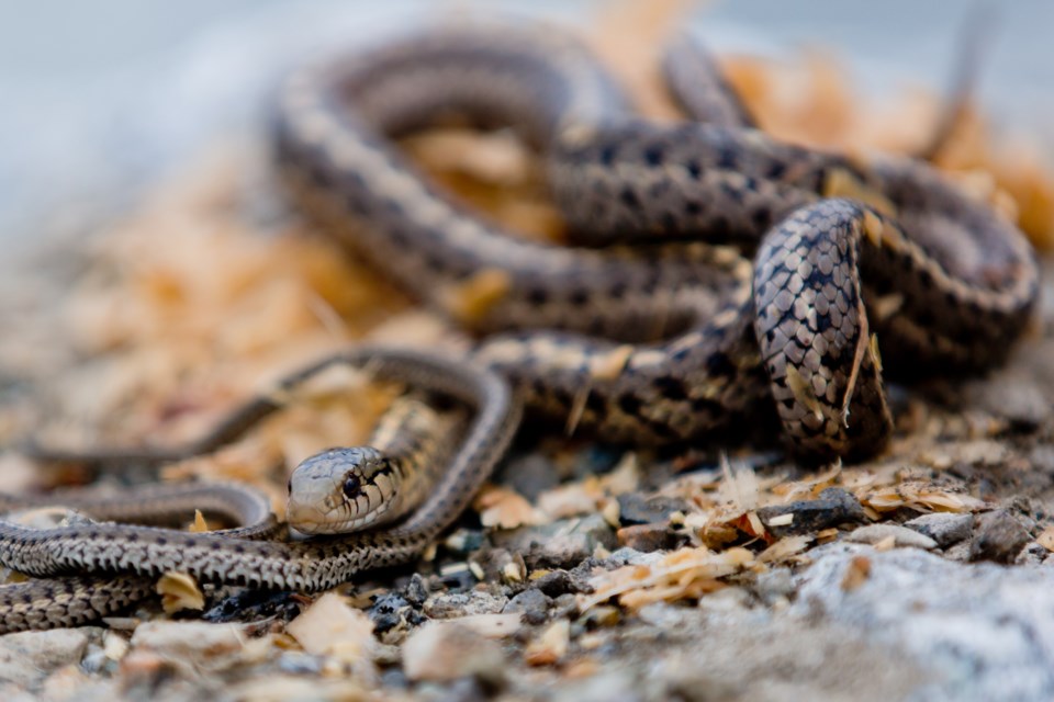 The more than 500 garter snakes rescued from a construction site in Boundary Bay were returned home Sunday, March 22.