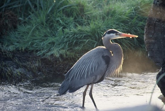 Pacific great blue heron