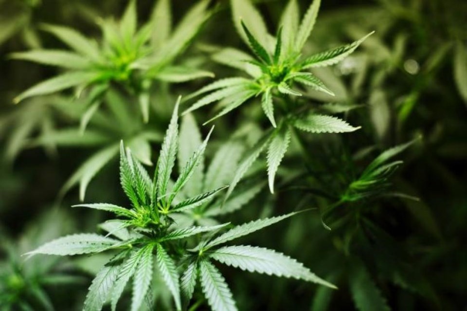 pot