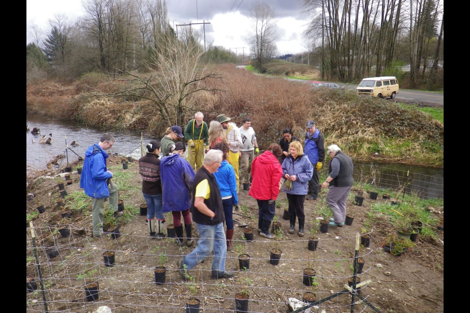 Volunteers helped plant native species on this stretch of Deer Lake Brook, and they set up a fence to keep beavers and dogs out.