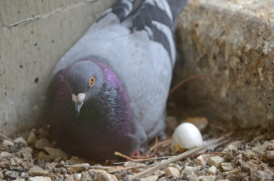 pigeon, burnaby hospital