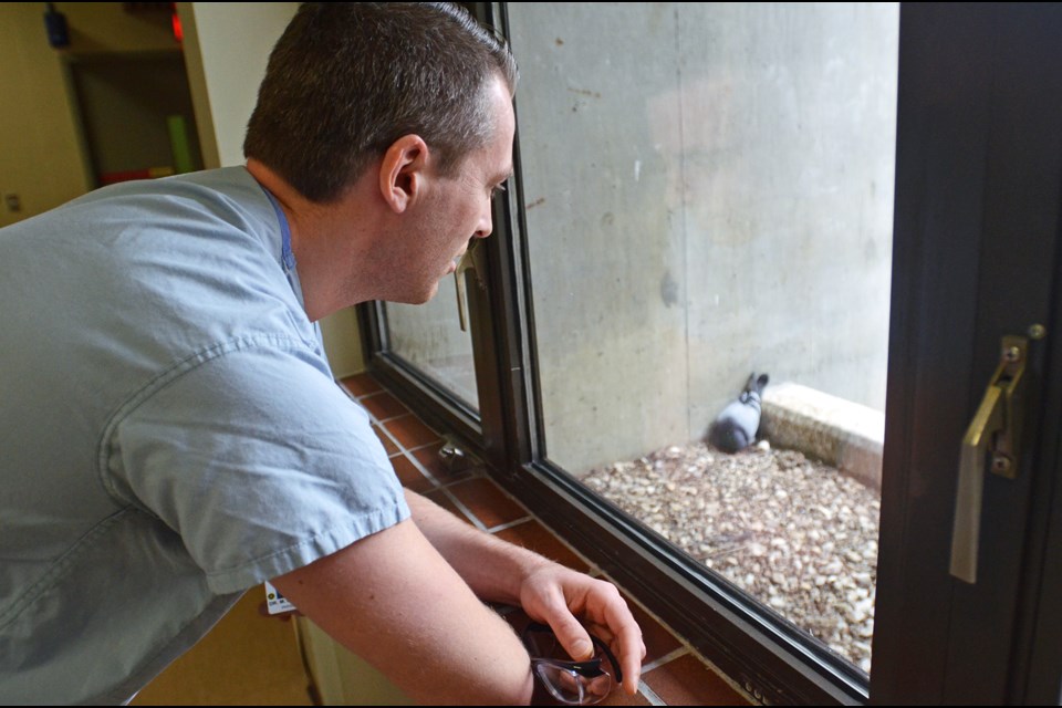 Burnaby Hospital surgeon Dr. Mark Dickeson pauses during a busy day to check on a pigeon nesting on a ledge off the fourth-floor surgical ward. He says the bird returns every year to the delight of staff, patients and visitors.