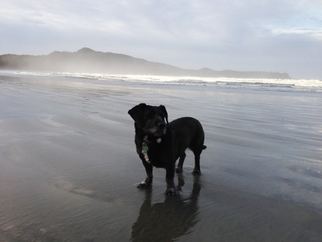 Dogs such as Hershey love the firm, wet sand and open expanses of Cox Bay, Tofino