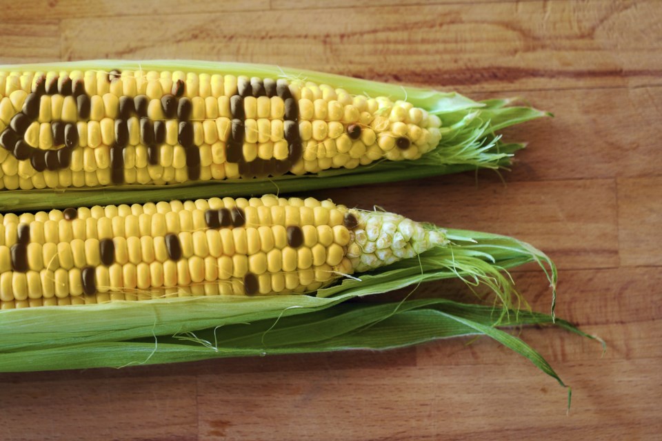 GMO