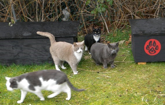 cats