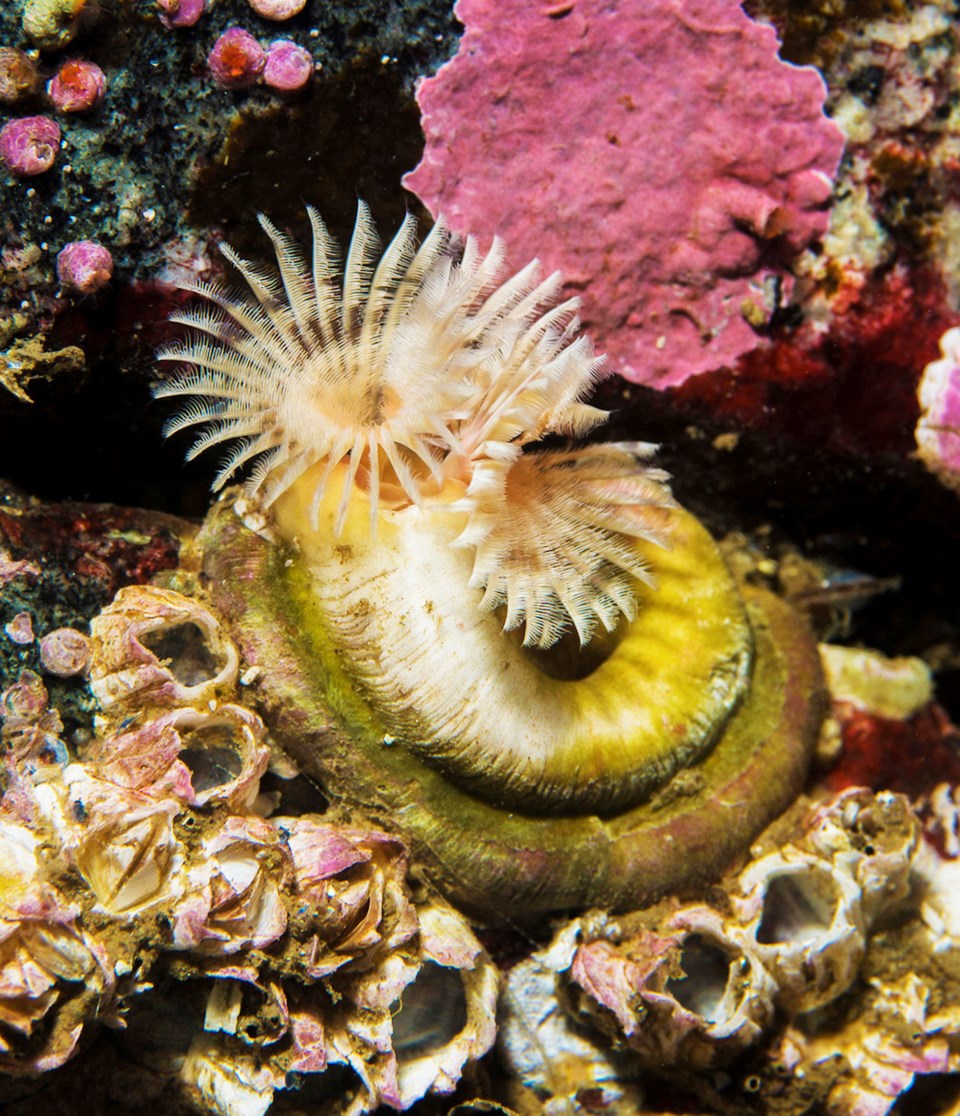 fanworm