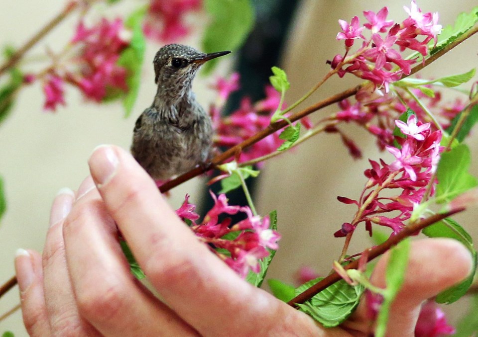 VKA hummingbird 0047.jpg