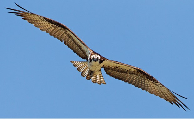 Spring migrators visible on the wing