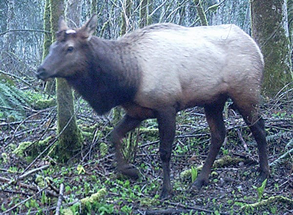 Elk