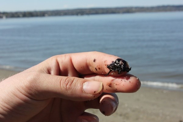 Oil found on the beach at Vancouver's popular English Bay. The City of Vancouver has warned people not to touch the oil, which is toxic. Photo Jen St. Denis
